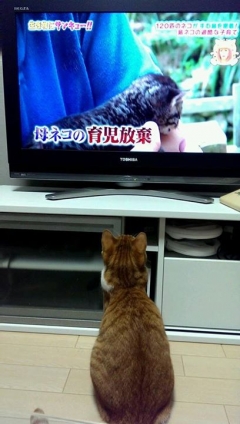 猫画像｜ネコ世界の過酷さをテレビで知る凛ちゃん