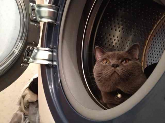 猫画像｜洗濯機から世界をみつめて