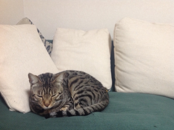 猫画像｜今夜は、ソファーで寝ようかにゃー