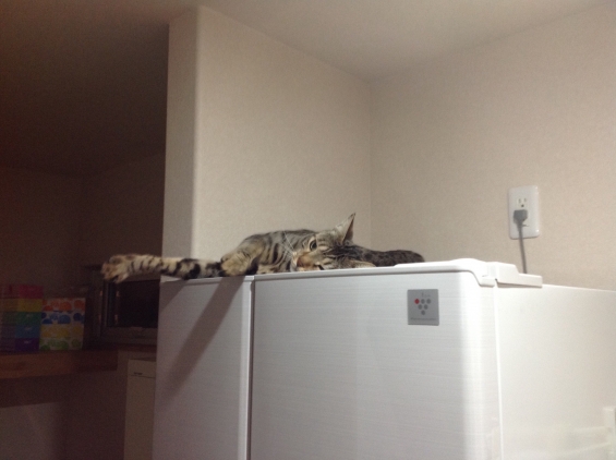 猫画像｜新しく買った冷蔵庫の上でゴロゴロ