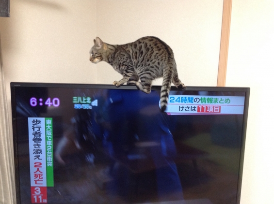 猫画像｜新しいテレビで四苦八苦