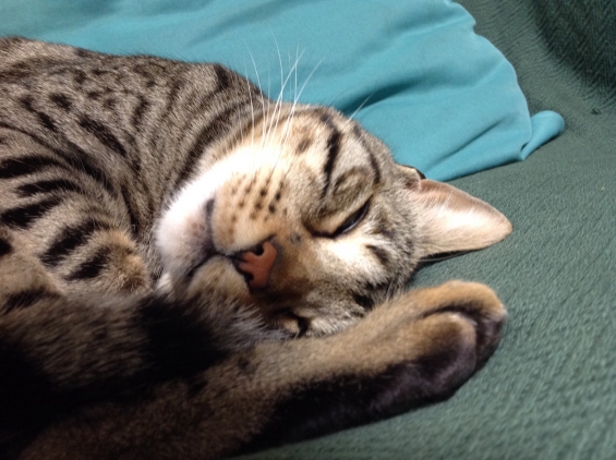 猫画像｜ベンジャムの寝顔