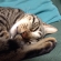 猫画像｜ベンジャムの寝顔