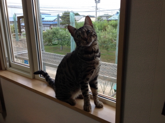 猫画像｜窓開けると、足場で遊ぼうとします。