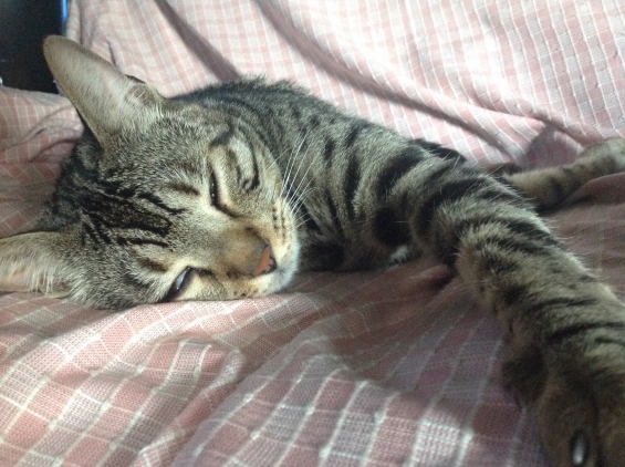 猫画像｜ベンジャム、お疲れ？