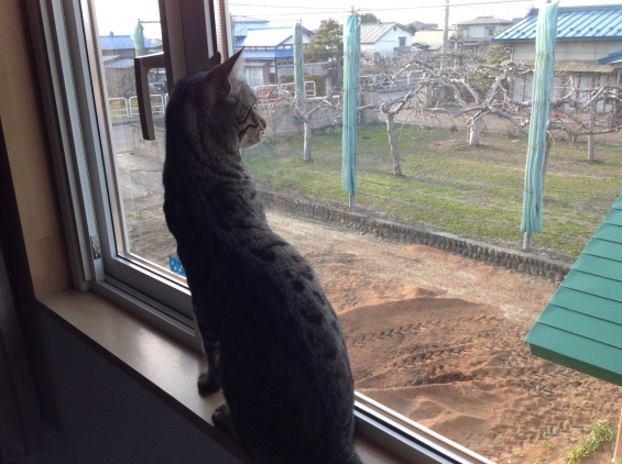 猫画像｜外眺めるベンジャム