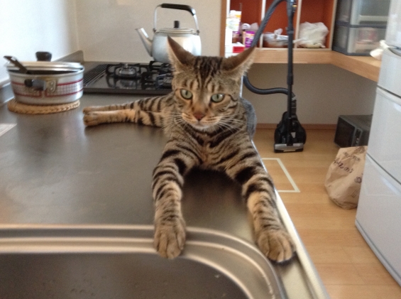 猫画像｜キッチンで涼むベンジャム