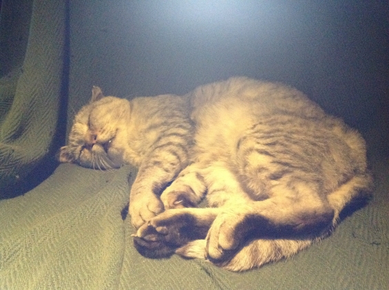 猫画像｜ニャン太の寝顔
