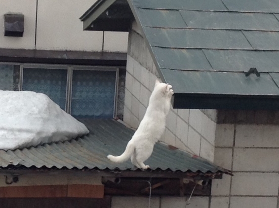 猫画像｜屋根の上のシロ子