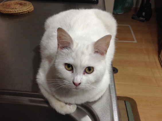 猫画像｜シロ子、キッチンでまったり。