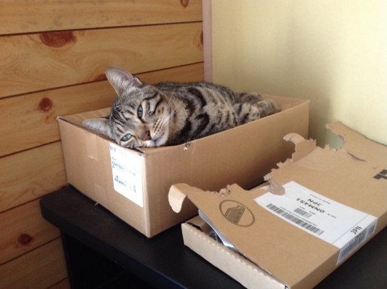 猫画像｜ベンジャムのお気に入りの箱。