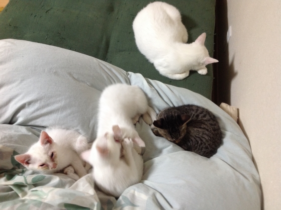 猫画像｜ベッドを占拠してます。
