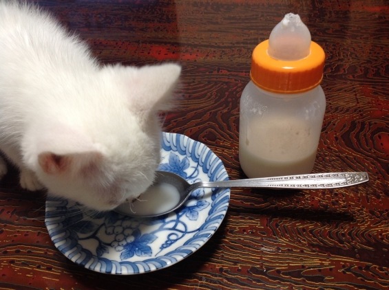 猫画像｜マペコ、哺乳瓶の乳首を食いちぎる！