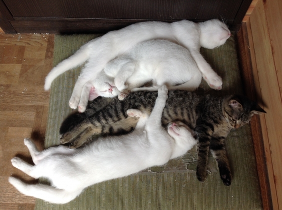 猫画像｜ハスキー、スポットちゃん、ワクチン接種