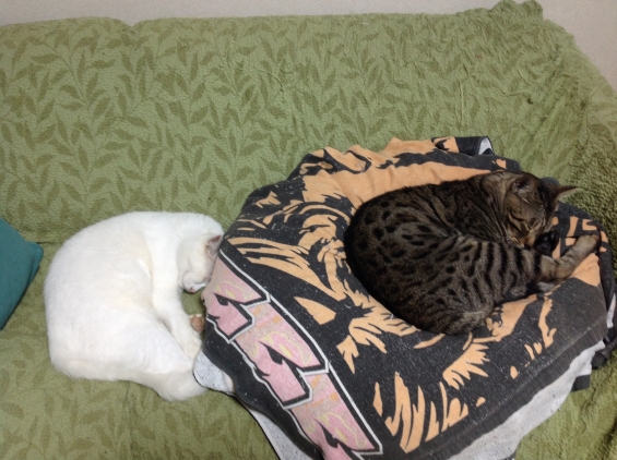 猫画像｜ベンジャムとシロ子