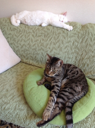 猫画像｜シロ子とベンジャム