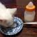 猫画像｜マペコ、哺乳瓶の乳首を食いちぎる！