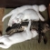 猫画像｜ハスキー、スポットちゃん、ワクチン接種