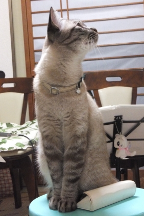 猫画像｜お行儀よくお座りにゃ(=^・^=)