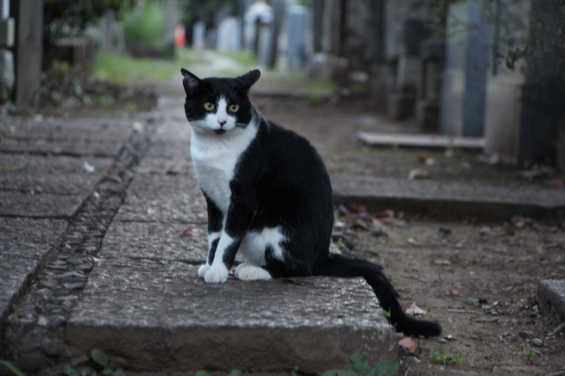 猫画像｜８月の東京、谷中墓地にて