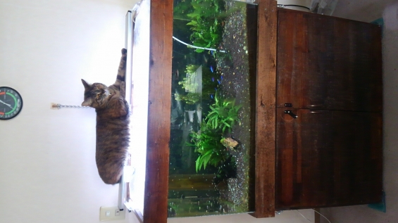 猫画像｜趣味は熱帯魚観賞です