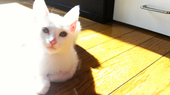 猫画像｜白