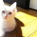 猫画像｜白