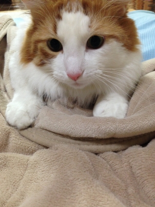 猫画像｜毛布大好き