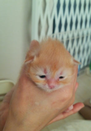 猫画像｜生まれたてのキナコです。