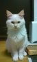 若い白玉猫