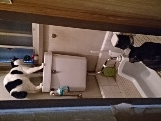 猫画像｜トイレで涼み中～♪