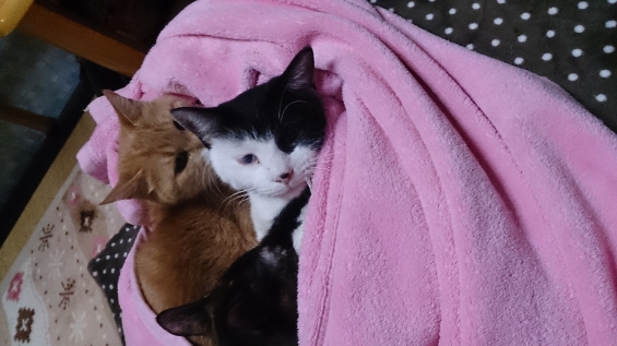 猫画像｜ピンク毛布。