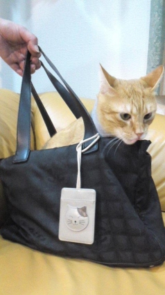 猫画像｜鞄猫