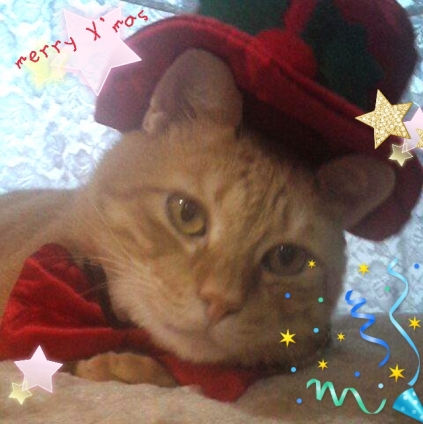 猫画像｜クリスマス