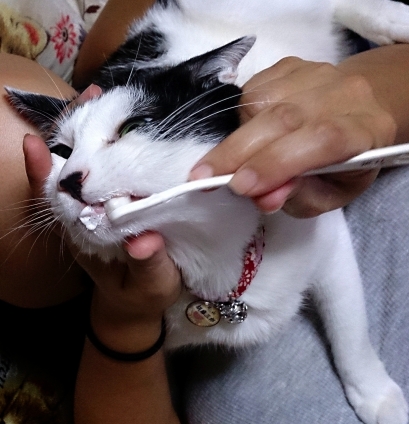 猫画像｜歯磨きしゅこしゅこ