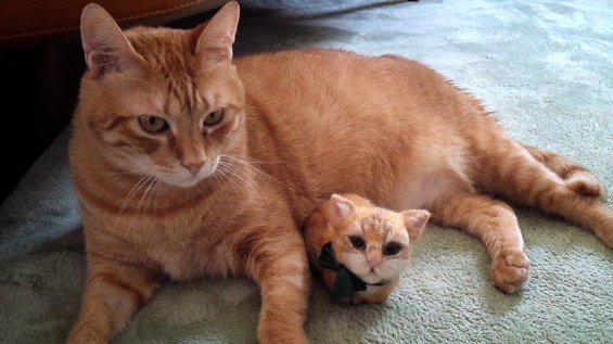 猫画像｜マイケルとマイケル人形