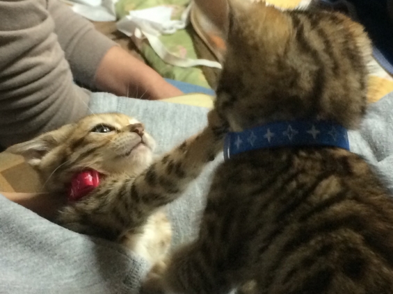 猫画像｜子猫の兄弟喧嘩