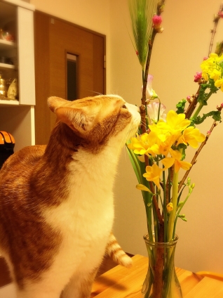 猫画像｜春の香りがするにゃ〜♡