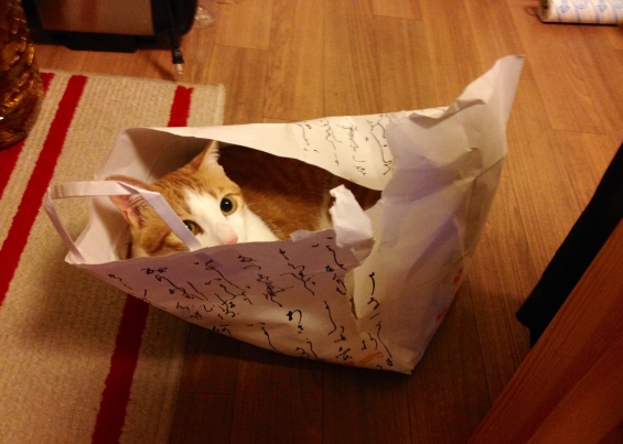猫画像｜やっぱり紙袋が好き♬