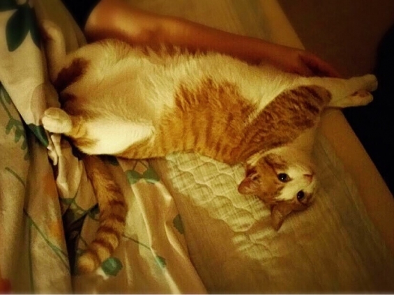 猫画像｜ママと寝んね(*^^*)