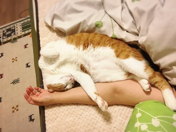 猫画像｜二度寝を決心する瞬間(^｡^)