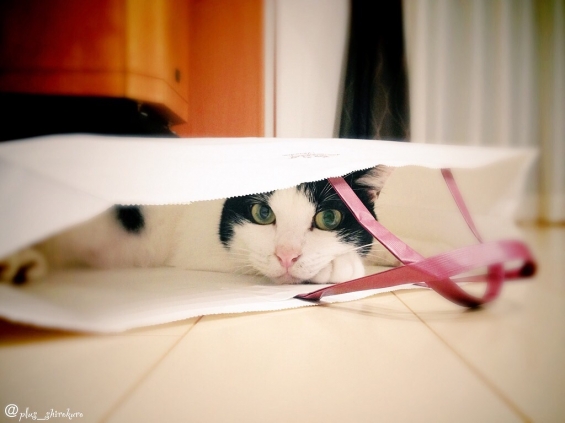 猫画像｜大好きな紙袋…۹(❛༥❛०)◞ =3=3