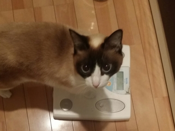 猫画像｜体重計のらないのにゃ？