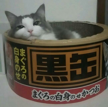 猫画像｜黒缶ベッド