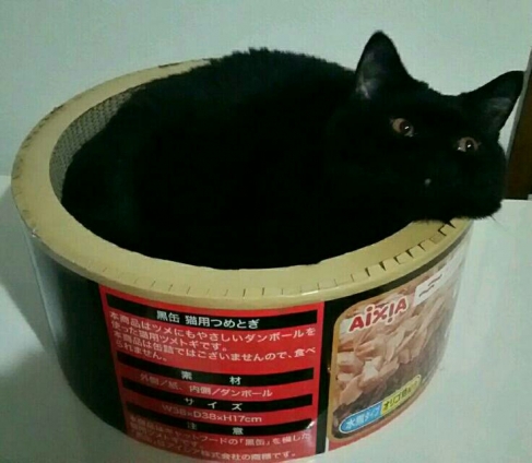 猫画像｜黒缶ベッド その２