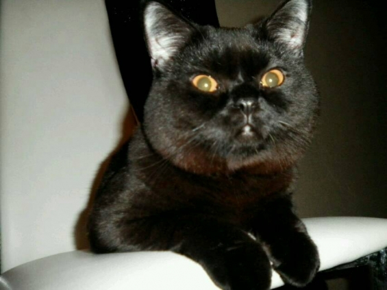 猫画像｜黒猫レストラン