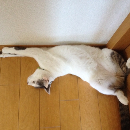 猫画像｜寝そべり〜