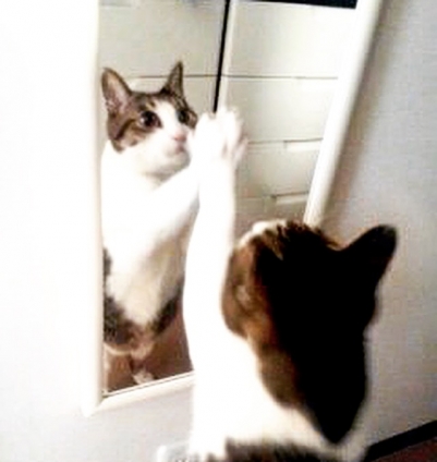 猫画像｜鏡とぼく