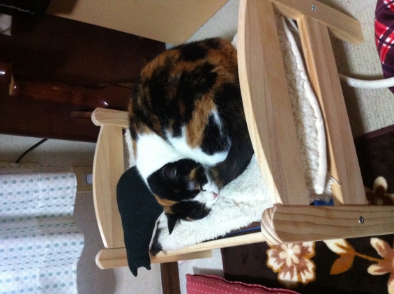 猫画像｜IKEAの猫ベッド