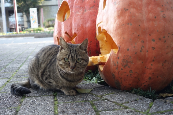 猫画像｜かぼちゃとねこ